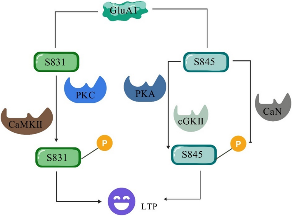 Decoding the molecular network communication mechanism of ketamine’s antidepressant effects