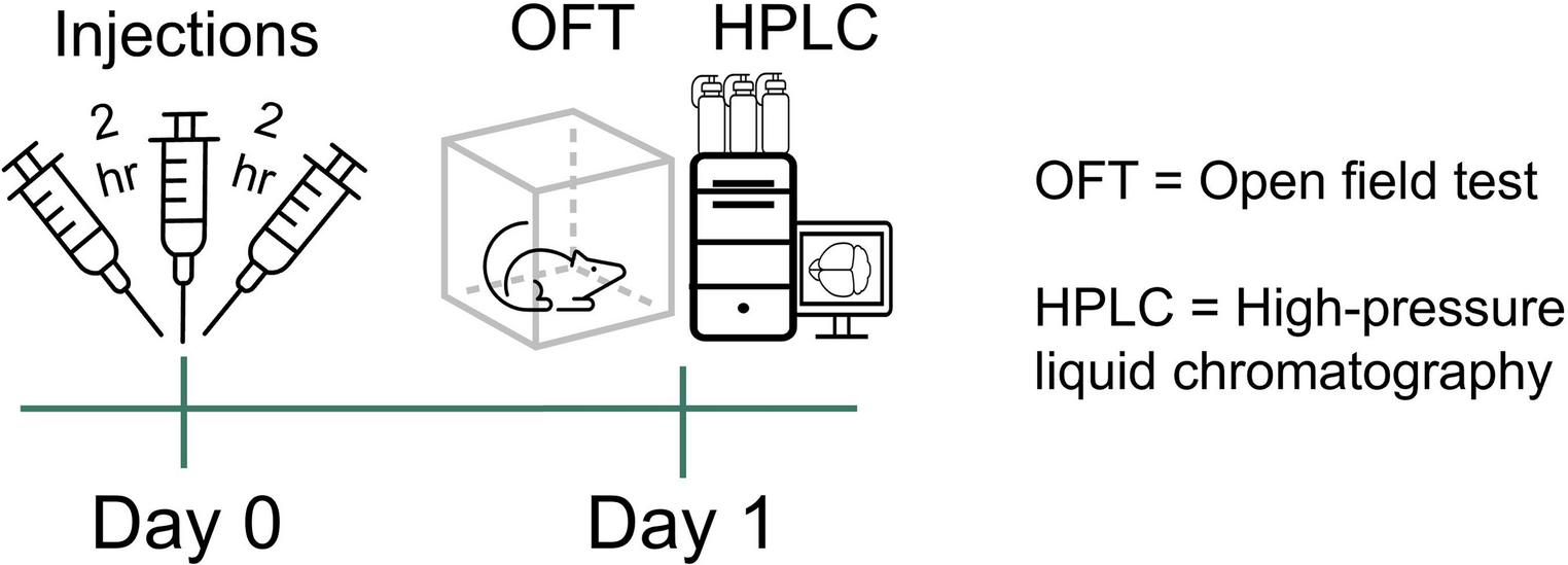 A repeated low-dose regimen of MDMA has transient next-day effects on locomotor activity, anxiety-like behavior, and brain serotonin levels, with no effect on anhedonia-like behavior, in both female and male rats