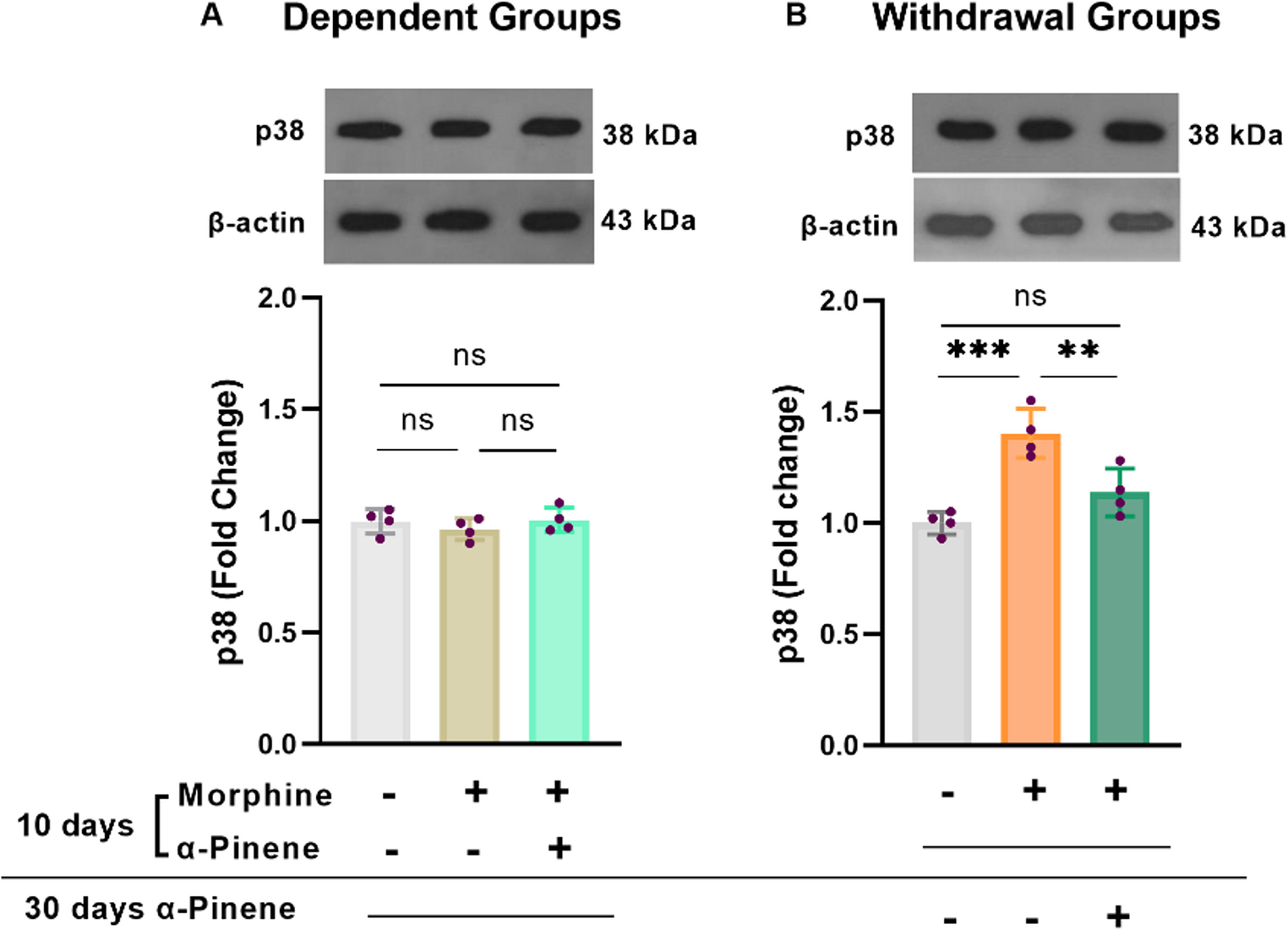 Alpha-pinene modulates hippocampal MAPKs/c-Fos pathways during morphine dependence and withdrawal in rats
