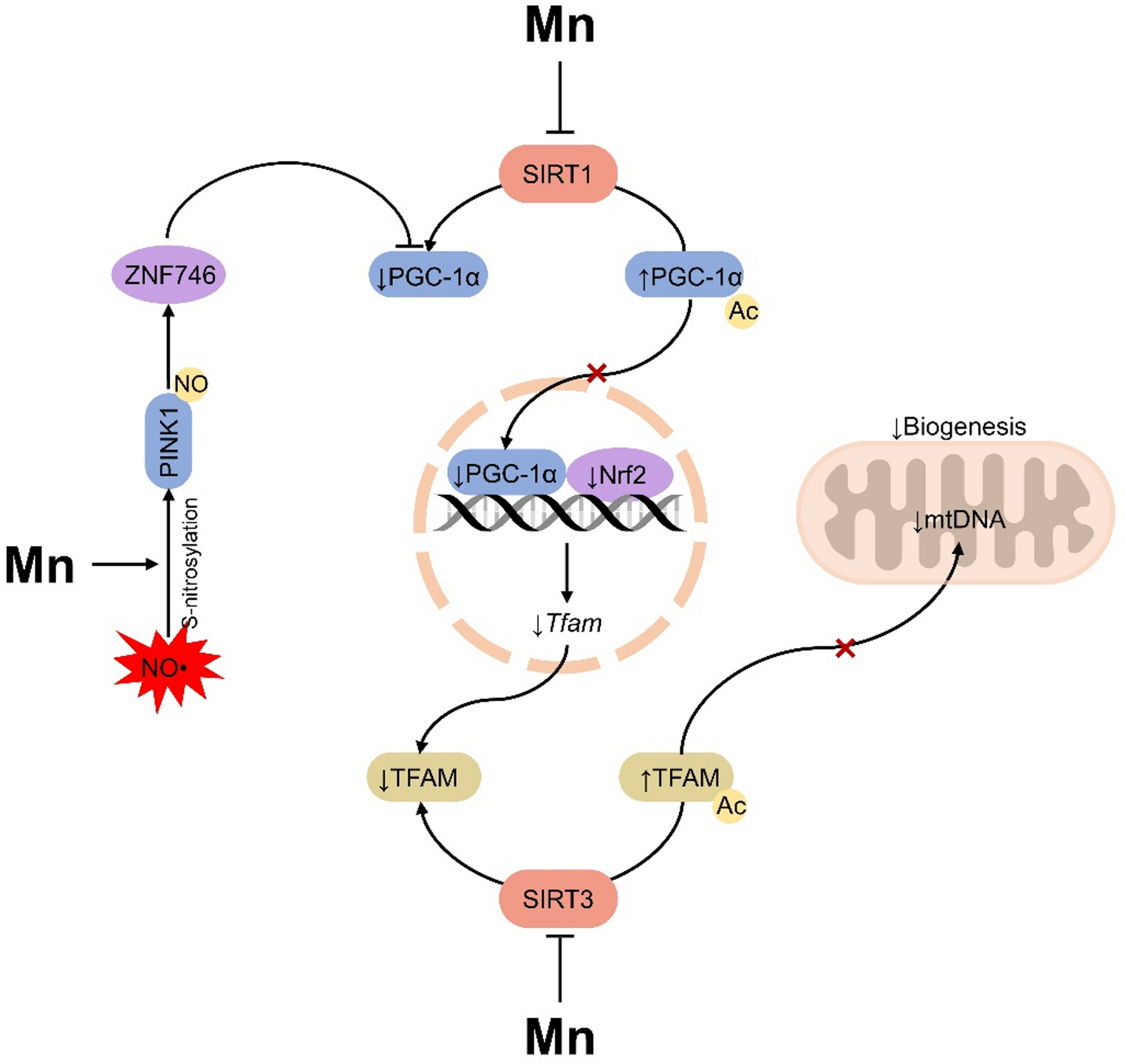 The Role of Mitochondrial Quality Control in Manganese-induced Neurotoxicity