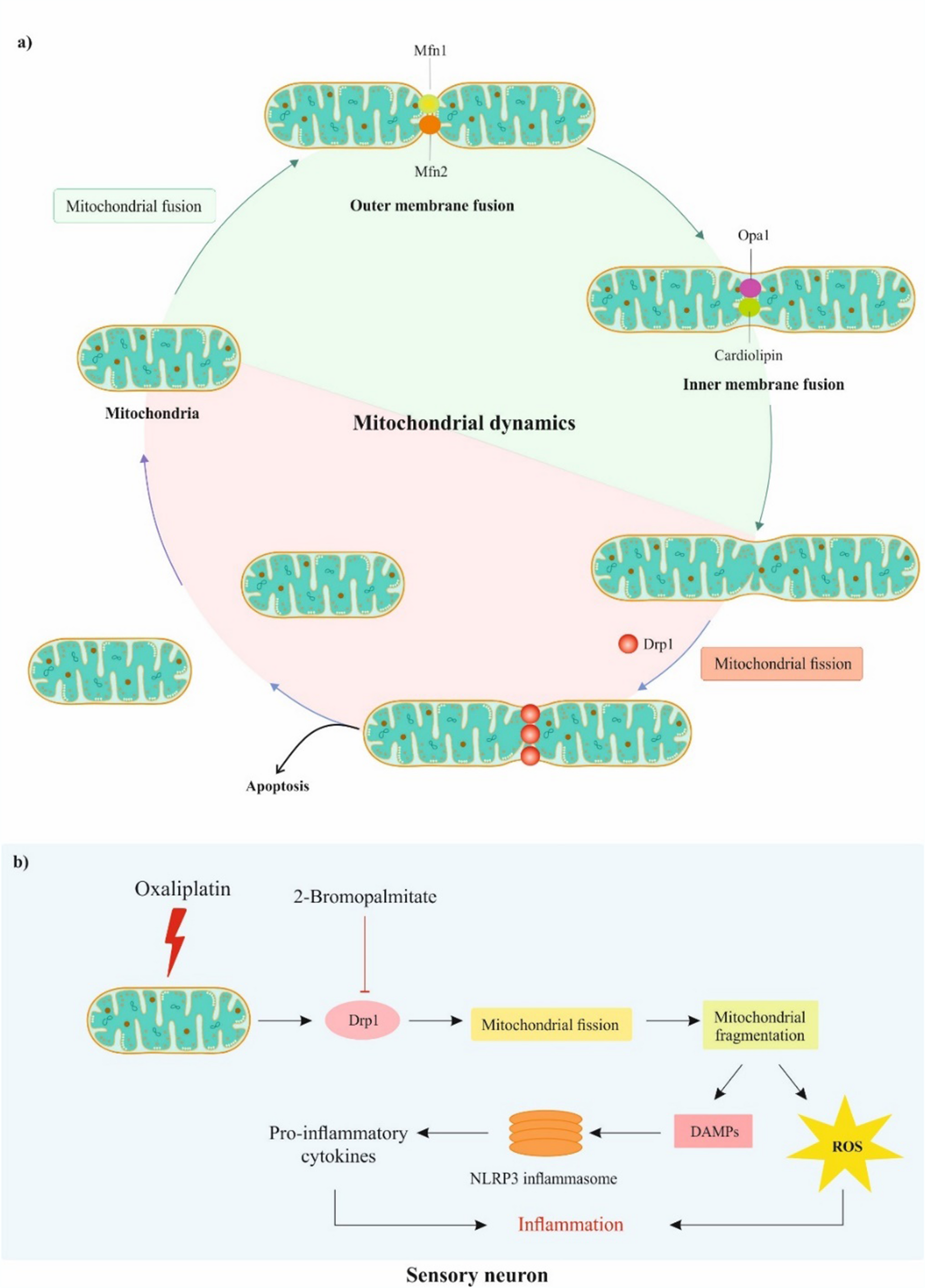 Neuroinflammatory Mechanisms and Therapeutic Targets in Oxaliplatin-Induced Peripheral Neuropathy: a Comprehensive Review