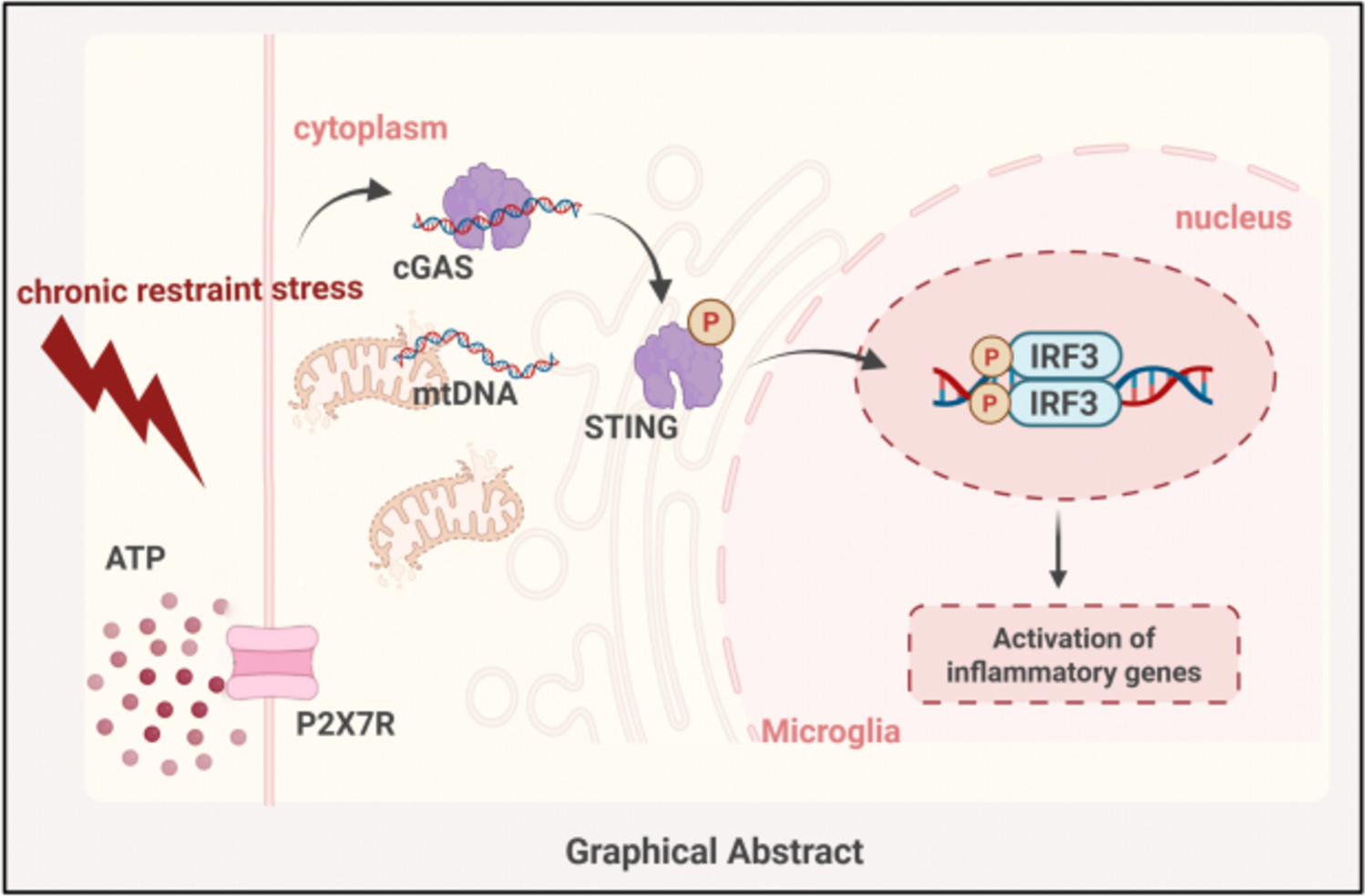 P2X7 receptor-mediated cGAS-STING pathway activation underlies chronic stress-induced depressive-like behaviors