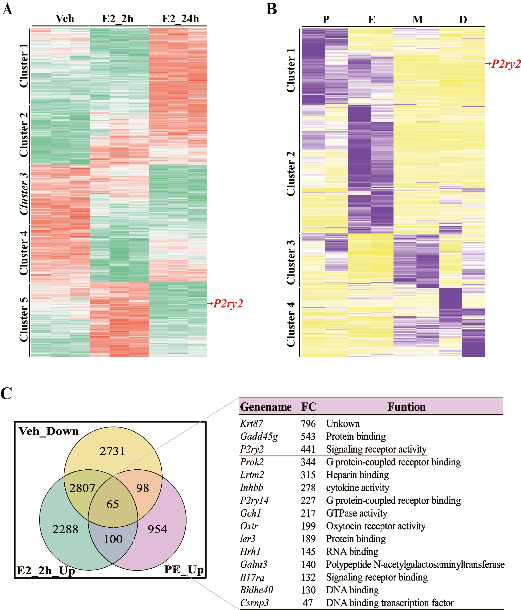 Expression of purinergic receptor P2Y, G-protein coupled 2, is regulated by estrogen during the estrous cycle in mouse uterus