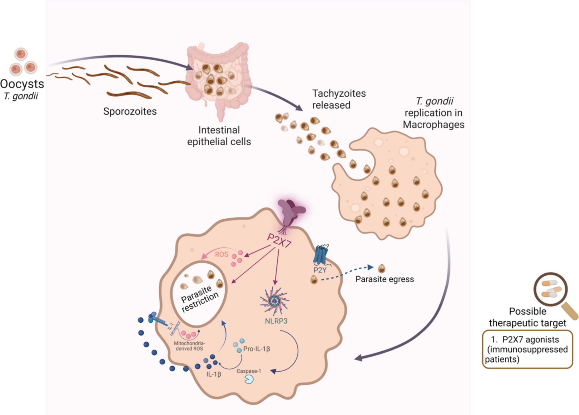 Host-directed therapeutic strategies against apicomplexan parasites: targeting purinergic P2 receptors