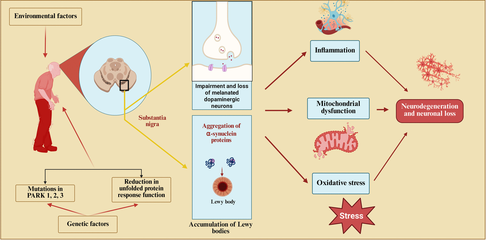 The potential role of adenosinergic pathway and methylxanthines in Parkinson’s disease: Blowing in the wind or not