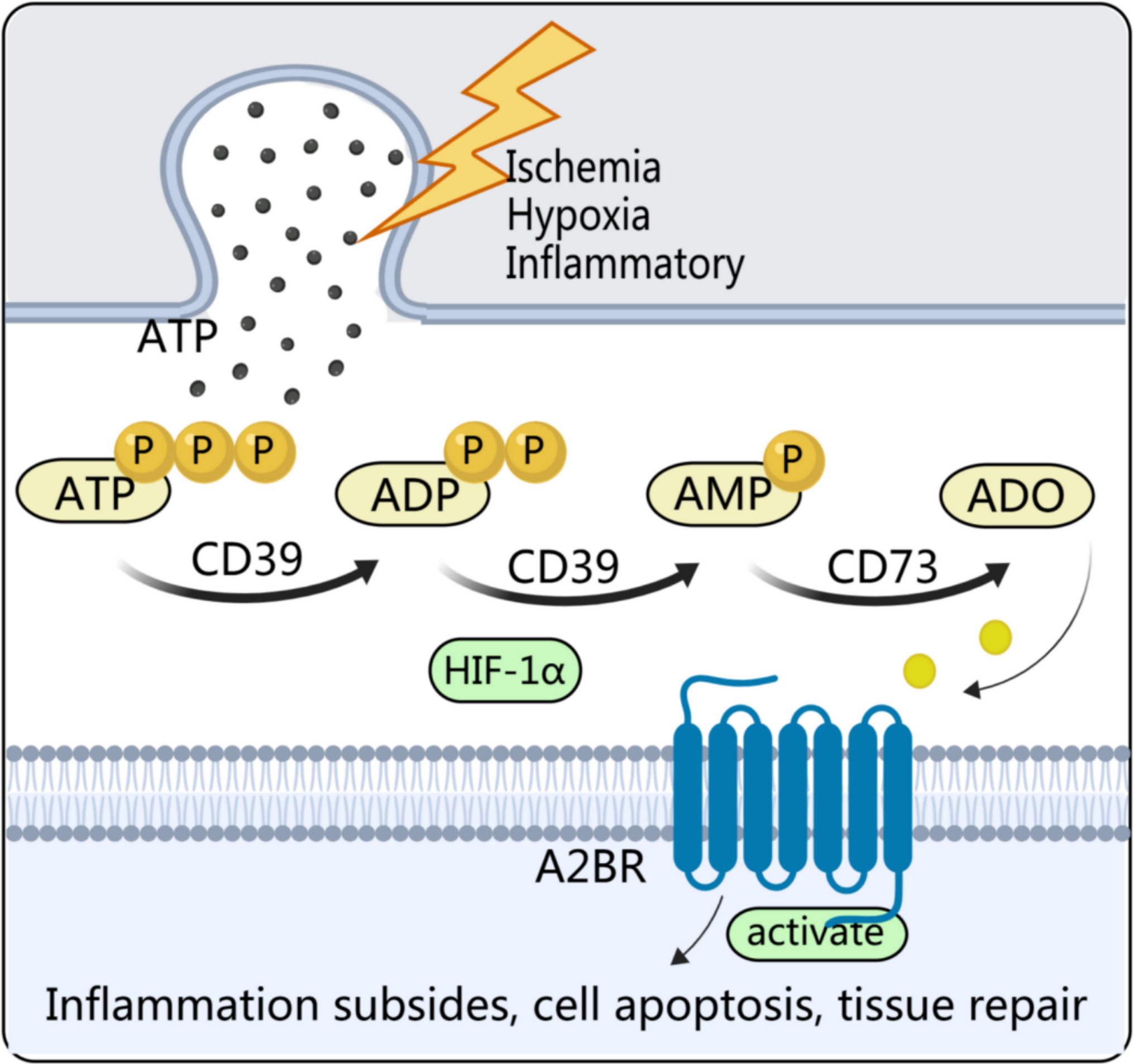The biphasic regulatory effect of adenosine A2B receptor in ischemic brain injury and its therapeutic potential