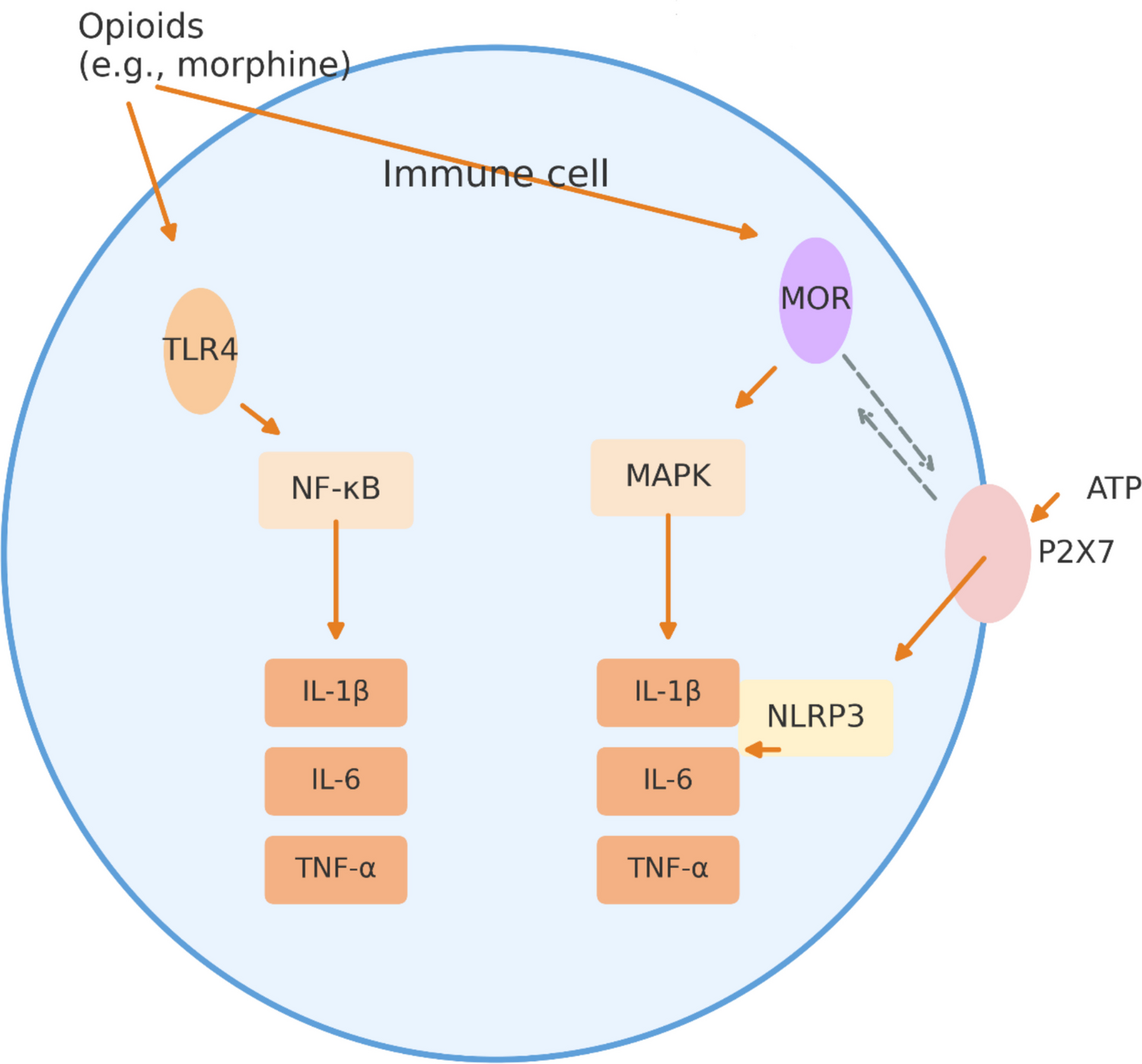 Modulation of immune responses by opioids through toll-like and P2X receptor signaling in COVID-19