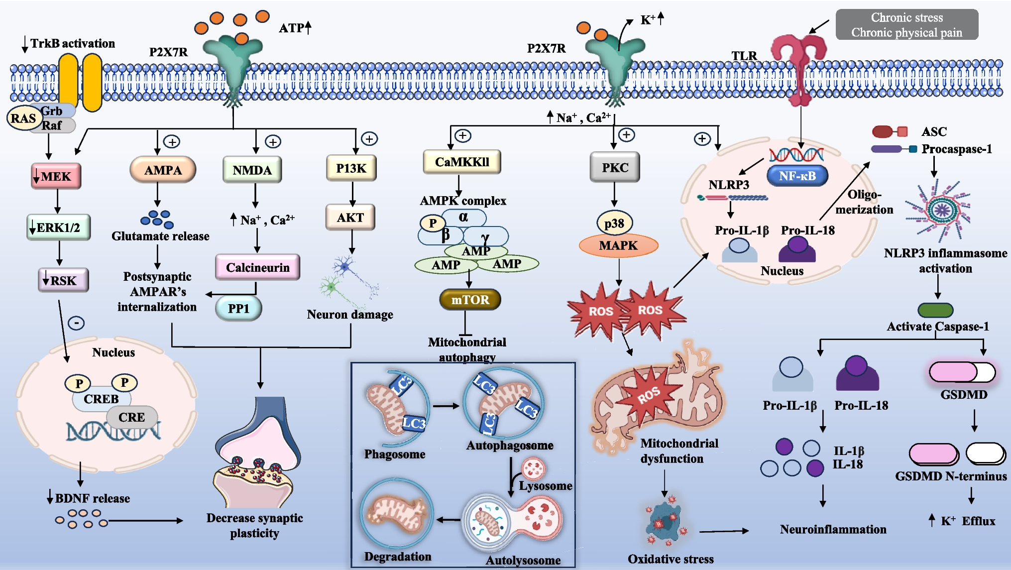 Purinergic P2X7 receptor signaling in anxiety: Roles of stress-related neuroinflammatory mechanisms and therapeutic horizons