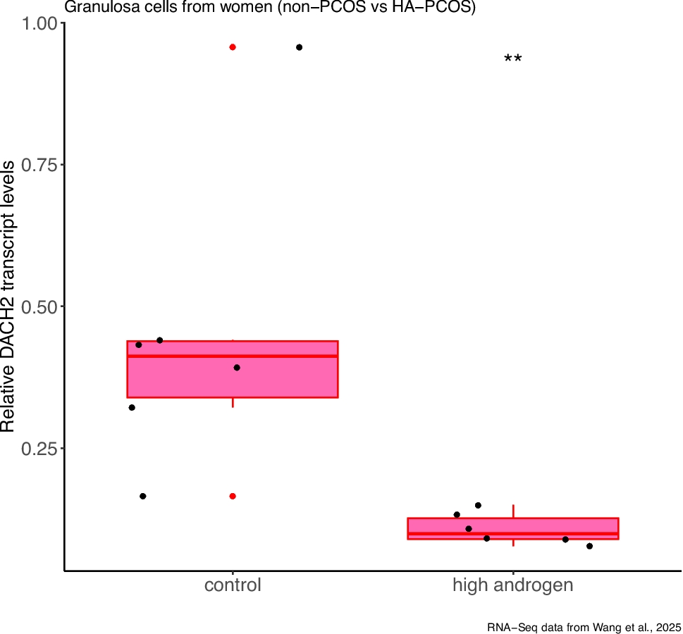 Downregulation of DACH2 Expression in an Adrenocortical Cell Model of PCOS with Adrenal Hyperandrogenism, and in Human Granulosa Cells from Patients with Hyperandrogenic-PCOS: a Link Between Ovaries and Adrenal Glands in PCOS