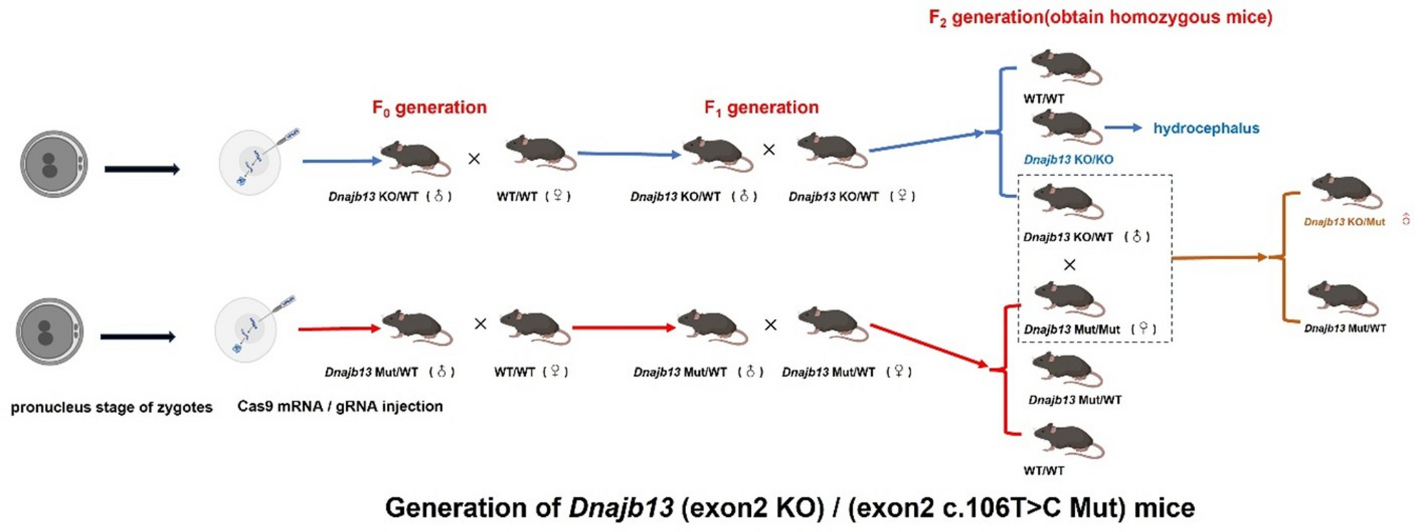 Normal Fertility of  (exon2 KO)/(exon2 c.106T > C Mut) Compound Heterozygous Mutant Male Mice