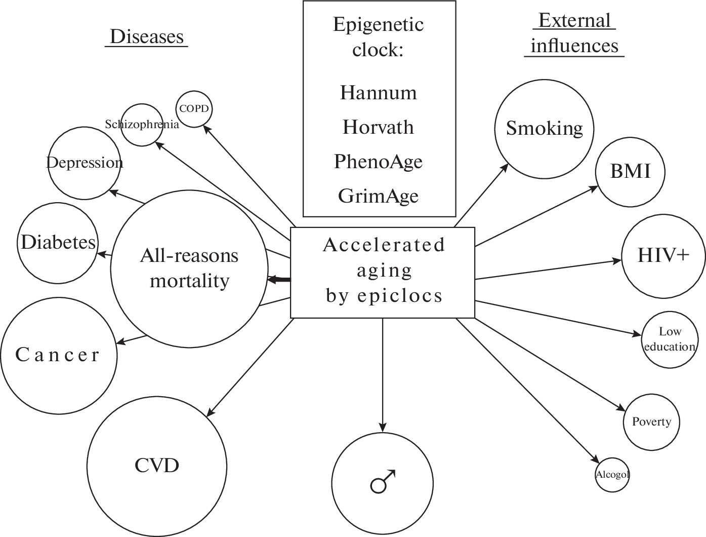 CpG Sites Whose Methylation Is Associated with Accelerated and Delayed Aging