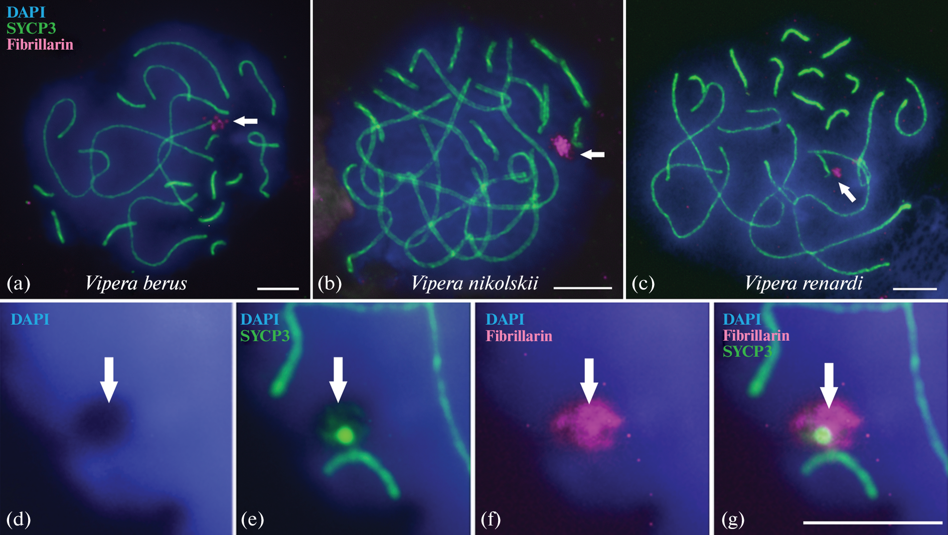 Immunocytological Identification of Nucleoli in Spermatocytes of Three Viper Species of the Genus