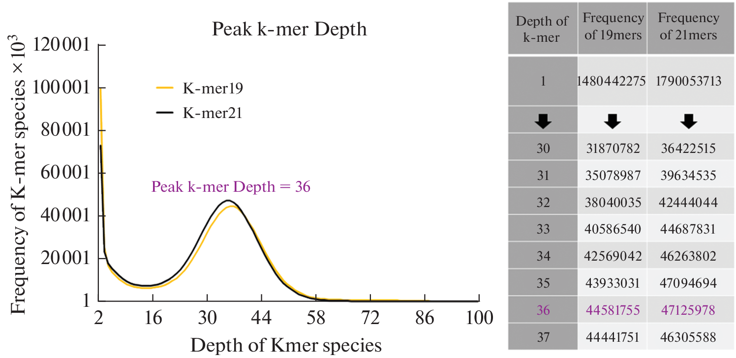K-mer-Based Genome Size Estimation in  and : Insights from Whole-Genome Sequencing