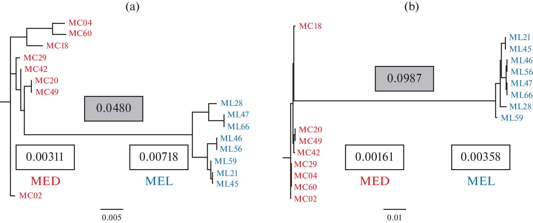 Characteristics of Sibling Species  and : Analysis of Local Population of Medic Symbionts