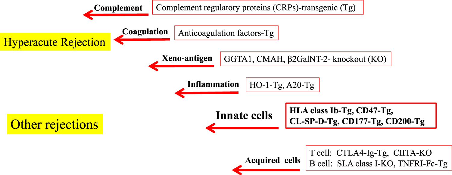 Progress in immunological research on innate effectors in xenotransplantation