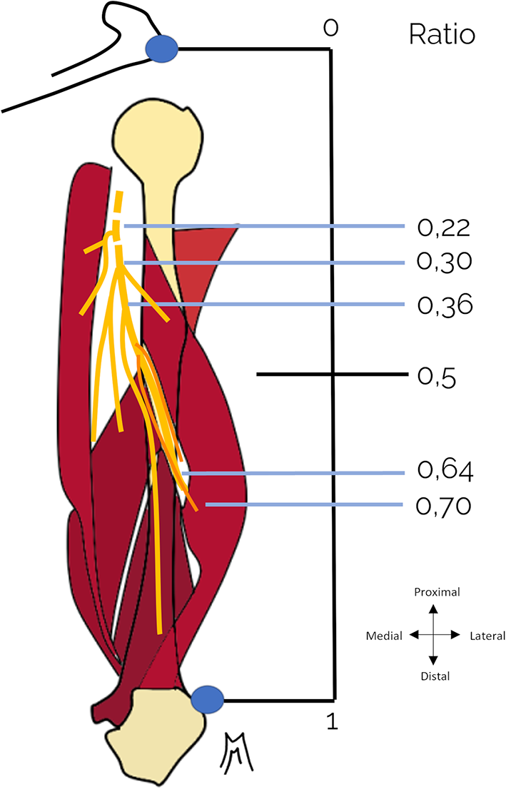 Radial nerve branches to the triceps brachii: cadaveric analysis and surgical implications for neurotization
