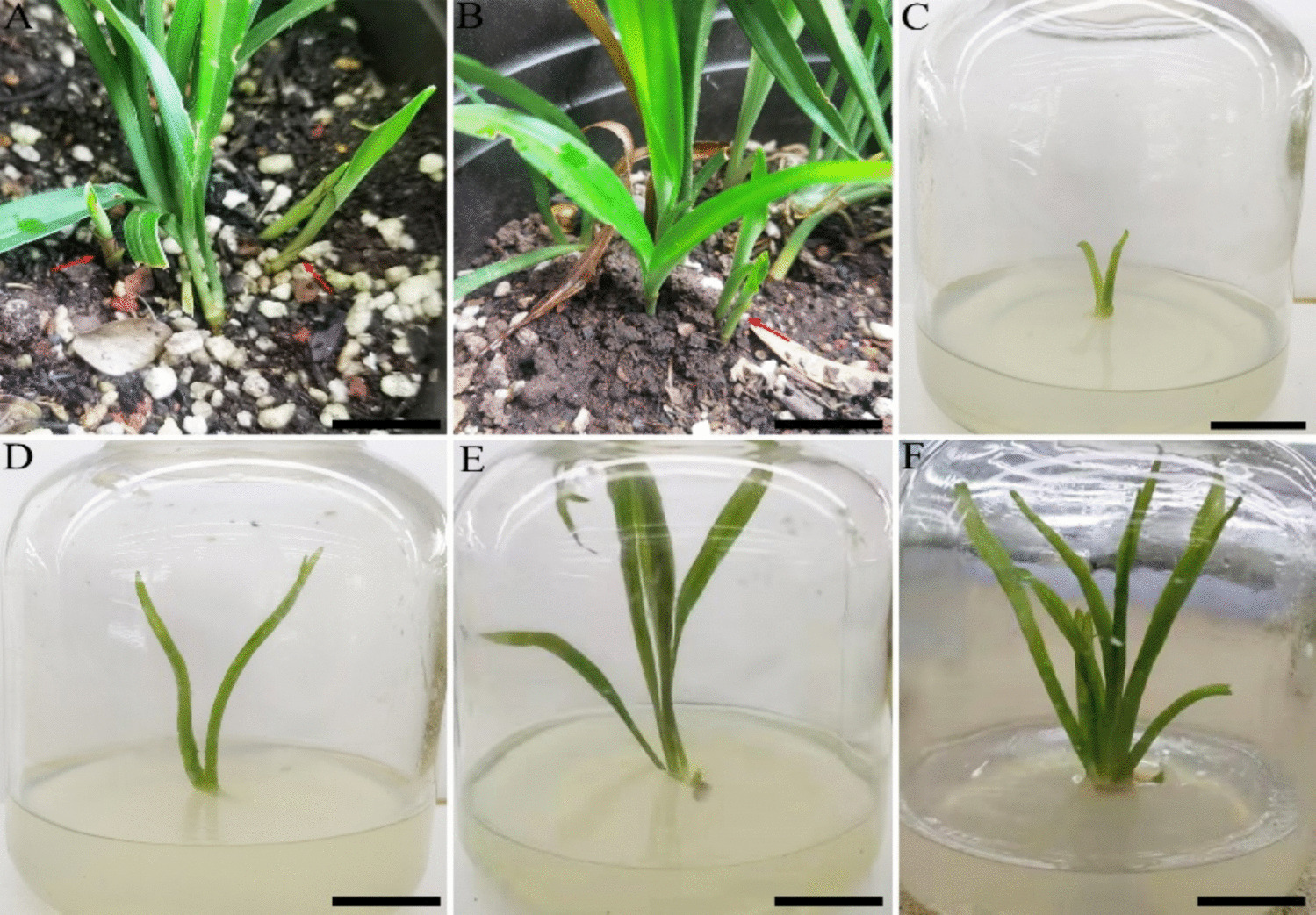 Establishment of an artificial rapid propagation system for  (Andrews) Kunth.  induction of clustered basal shoots