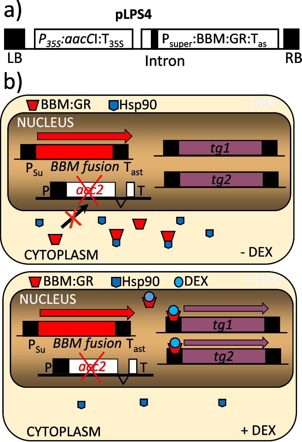 Regeneration of fertile transplastomic  plants from leaves