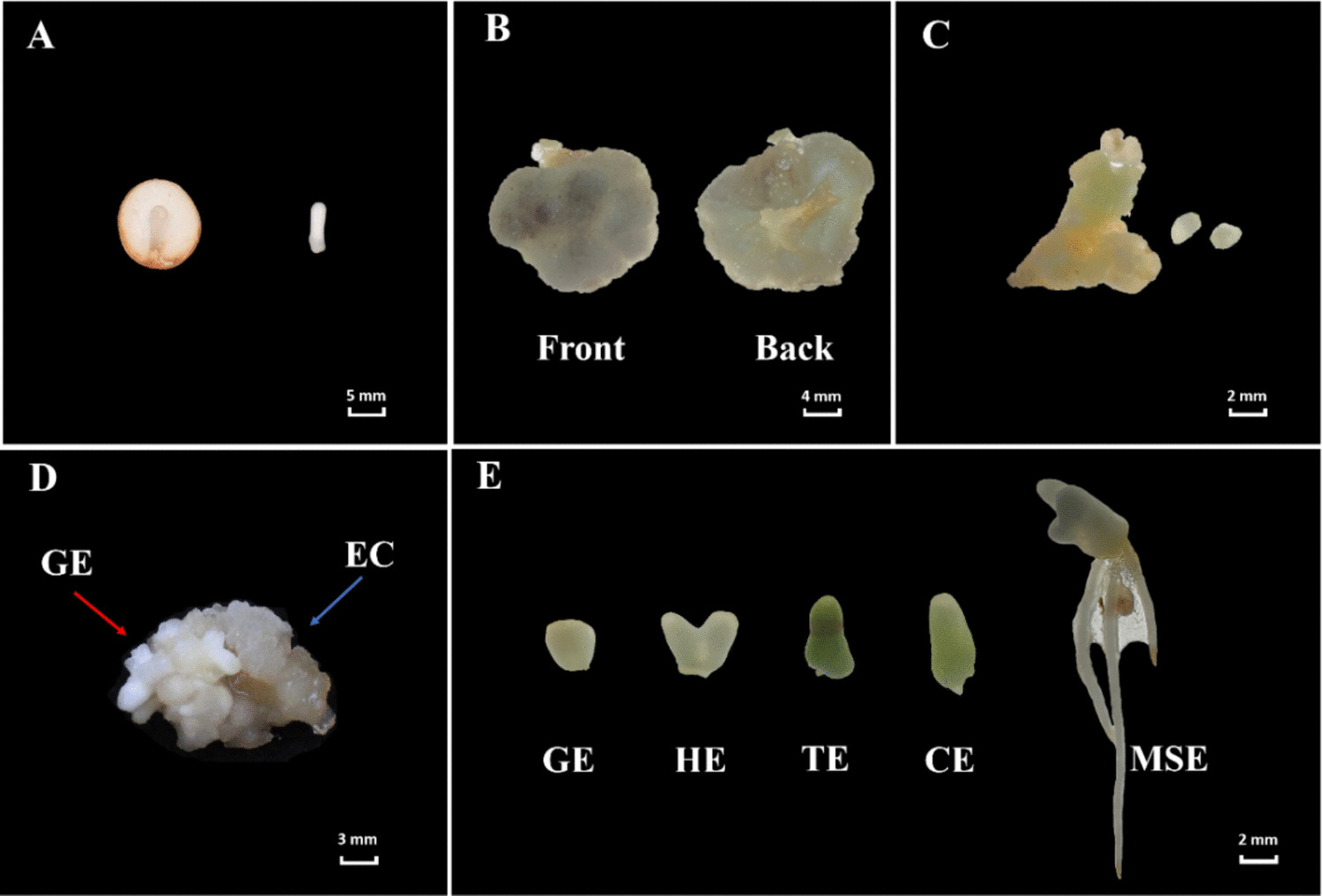 Genome-wide identification of the  gene family and its expression in somatic embryogenesis of  L.H. Bailey