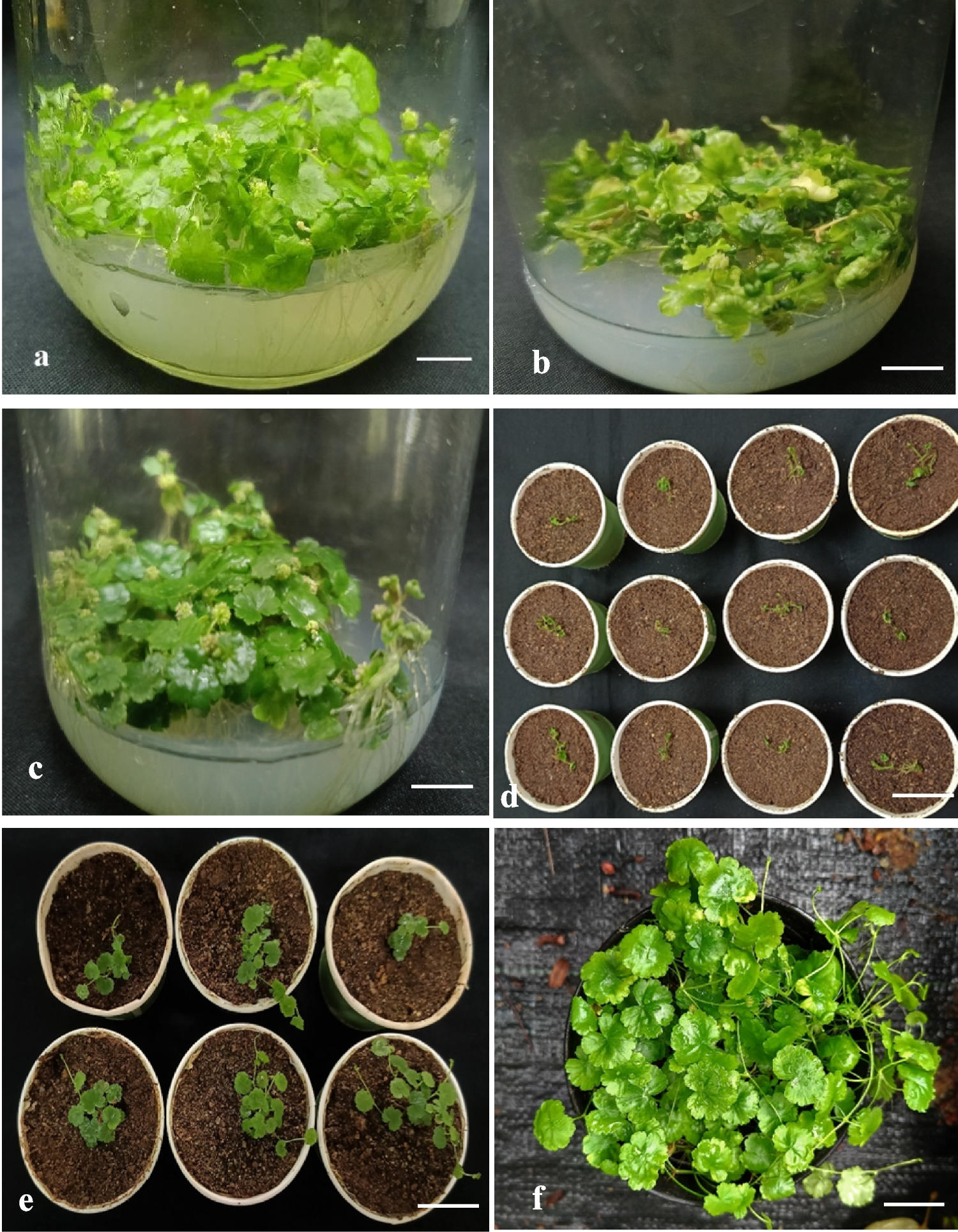 Growth retardant daminozide effectively induces microshoots in cytokinin-devoid  cultures of  Lam.
