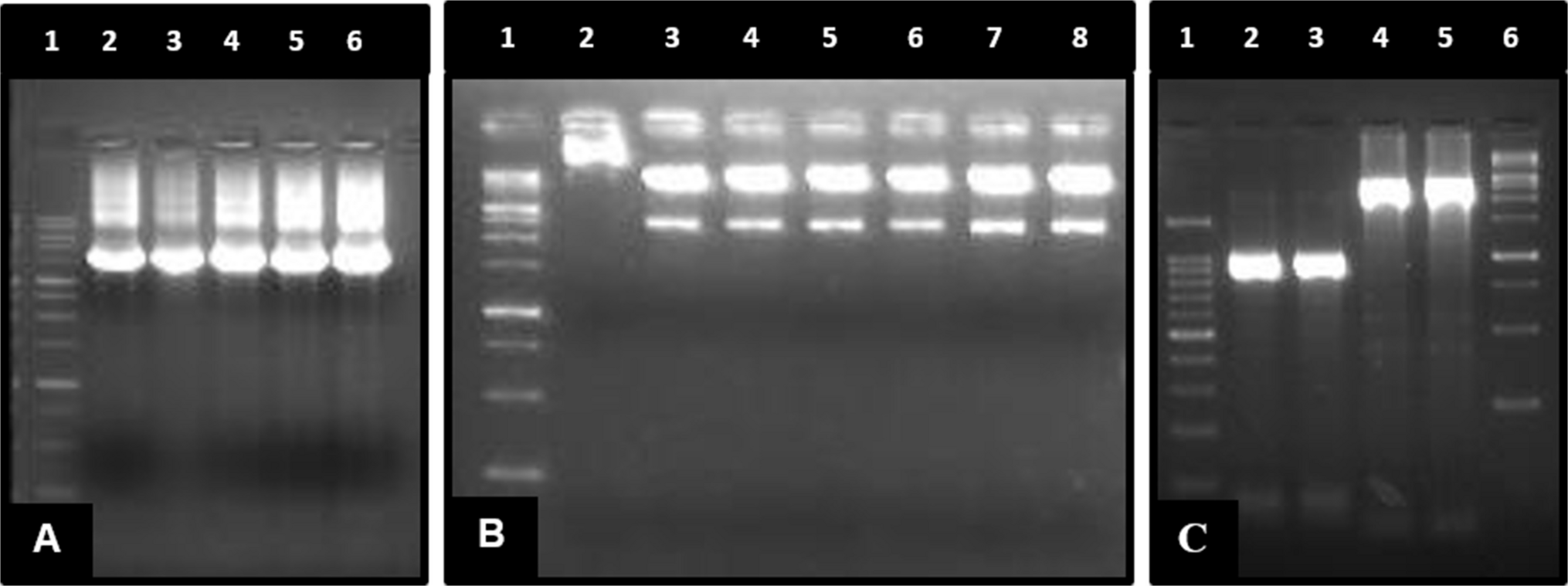 and  promoters activity in  L.