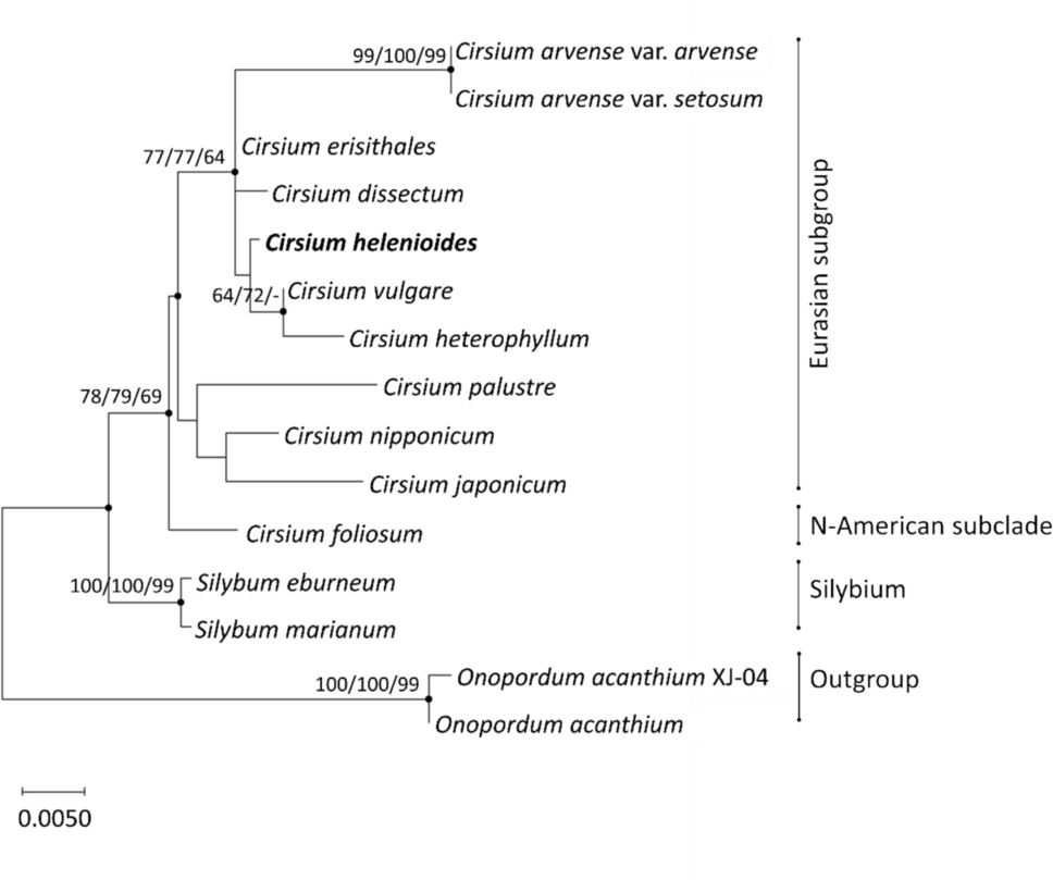 A novel biotechnological source of secondary metabolites: Phylogenetic and biochemical analysis of callus and cell suspension cultures of  (L.) Hill