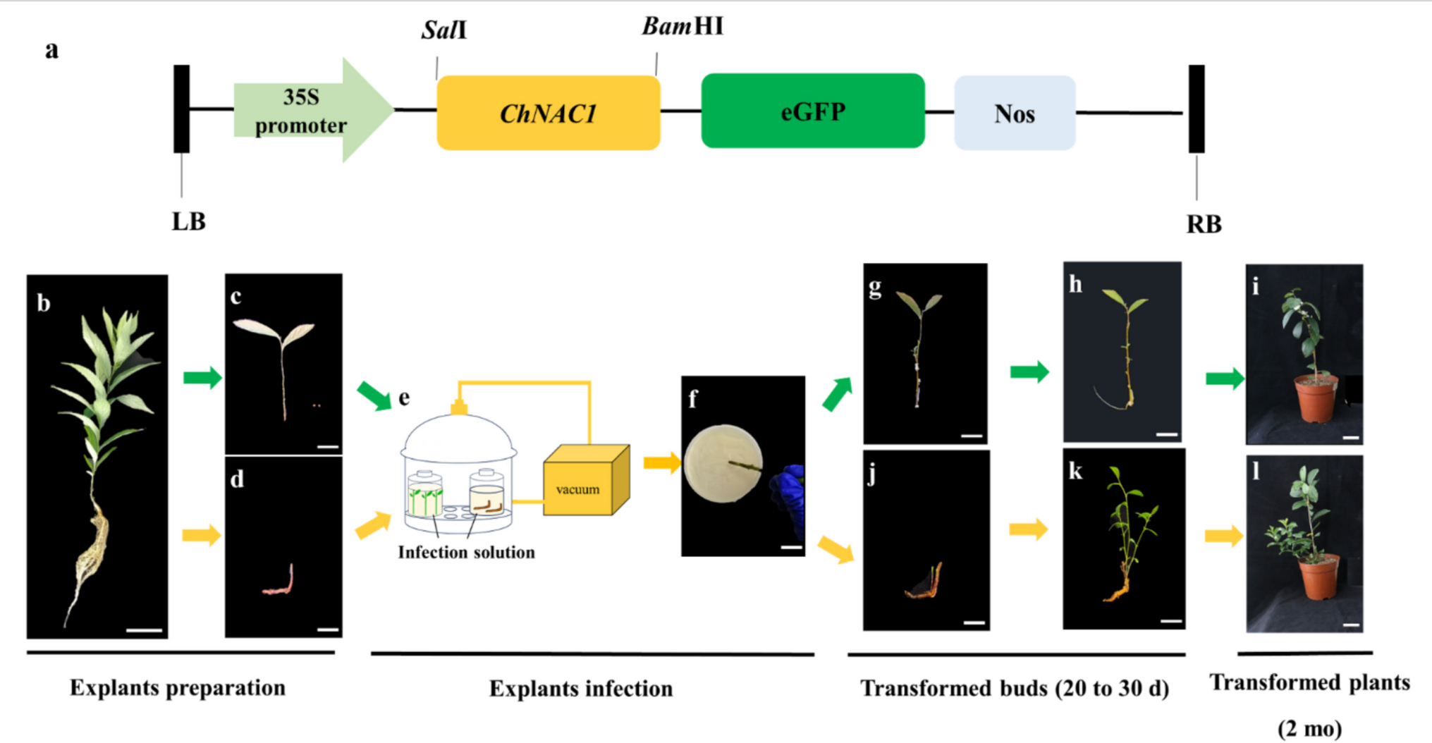 CDB-mediated genetic transformation system for  without tissue culture