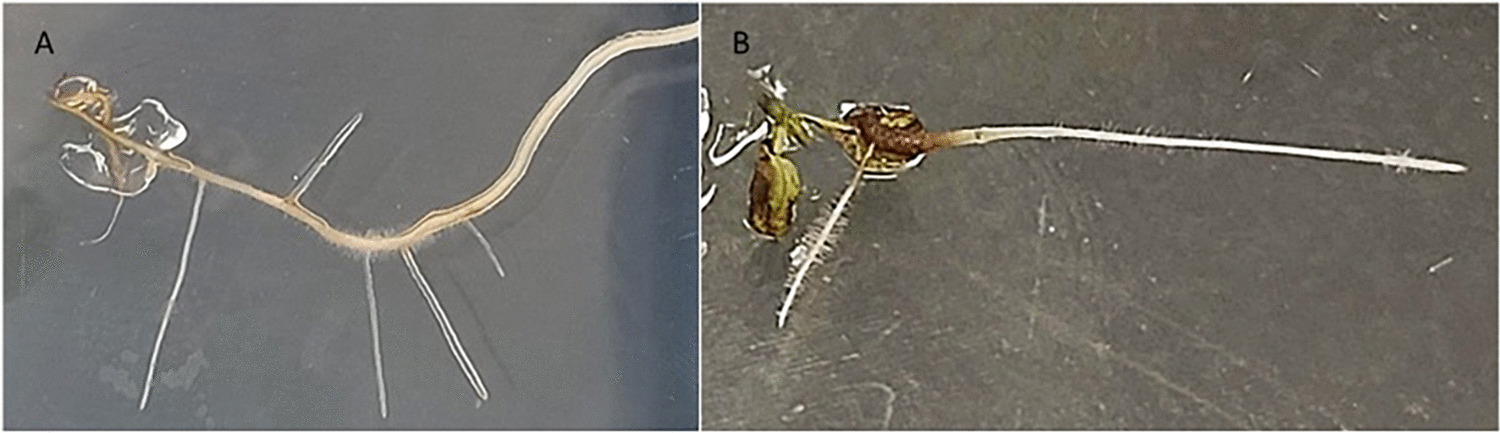Chitosan-mediated enhanced hypericin biosynthesis in St. John’s wort () hairy root cultures