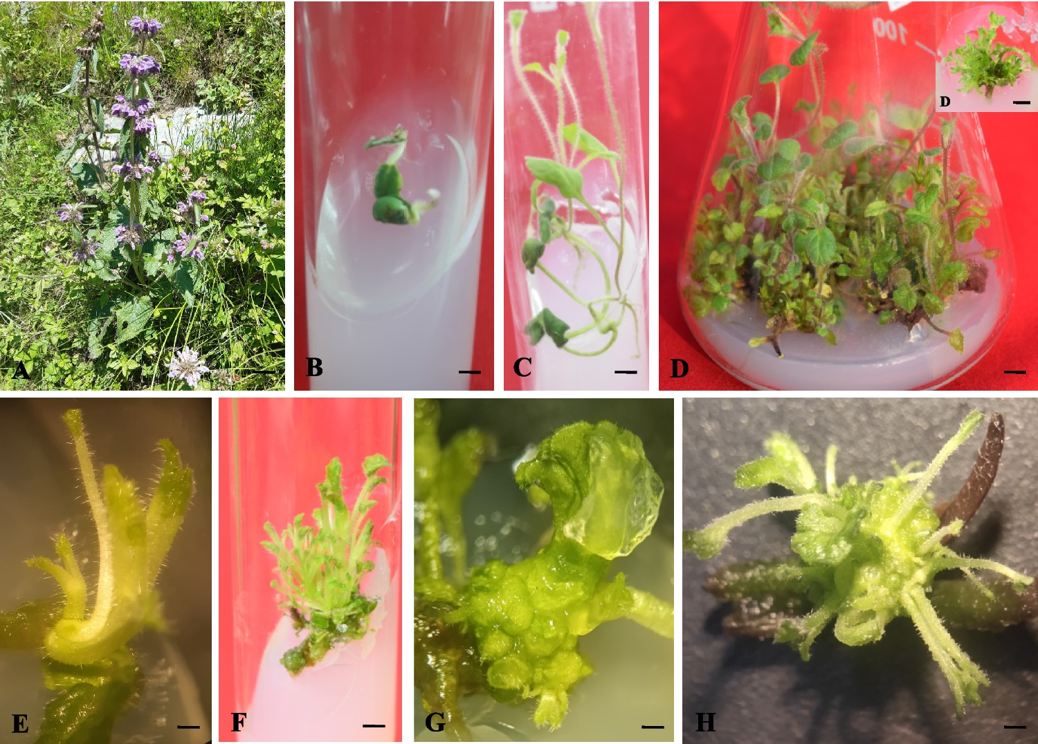 Optimizing efficient and reproducible  regeneration  shoot organogenesis and somatic embryogenesis from leaf and nodal explants of  Royle ex Benth.—a highly valued medicinal herb of the Himalayas