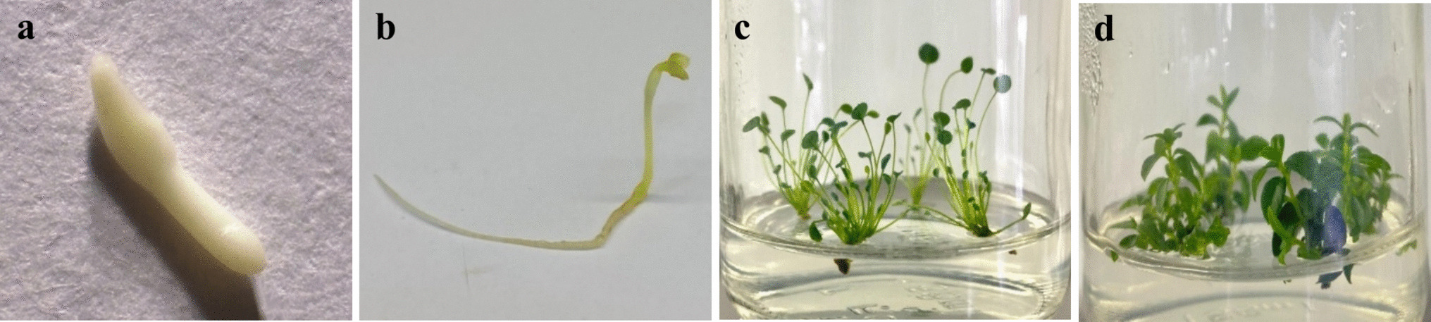 proliferation of  G. Forst. and  (DC.) Burret as a source to produce bioactive phenolic compounds