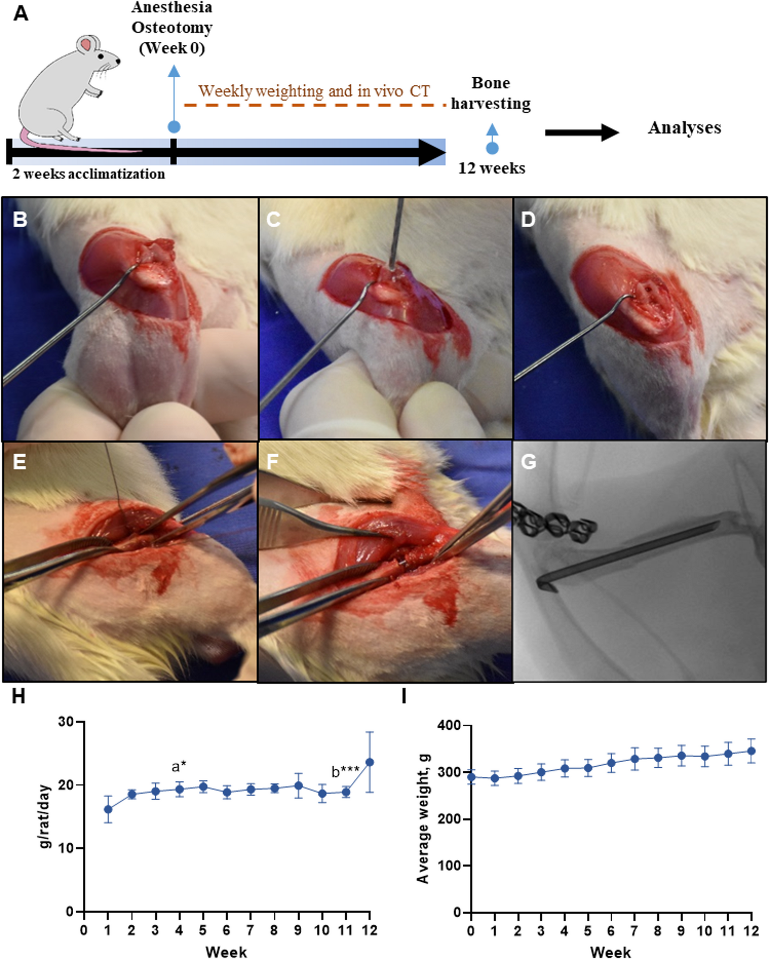 Establishment of A Standardized Osteotomy Model for Future in Vivo Evaluation of Bone Adhesives