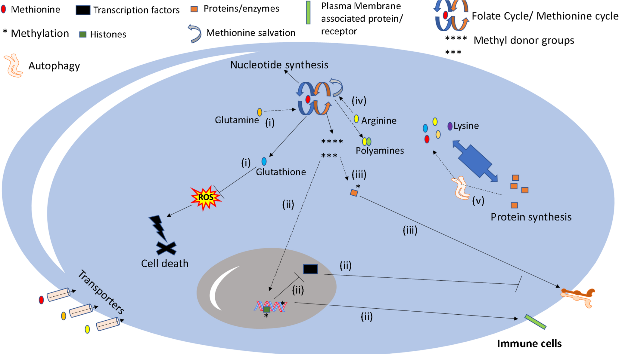 Amino Acids as Targets for Immunotherapy against Solid Tumors