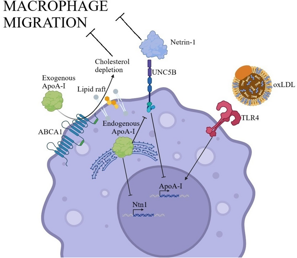 Synthesis of Apolipoprotein A-I in Human Macrophages Enhances their Migratory Activity