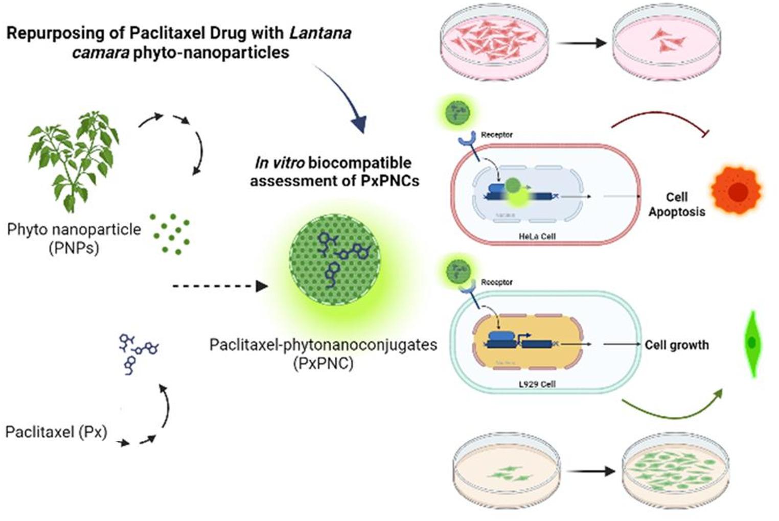 Enhancing the Efficacy of Paclitaxel with Nano-Activators: A Novel Approach to Mitigating the Chemotherapies Side-Effects