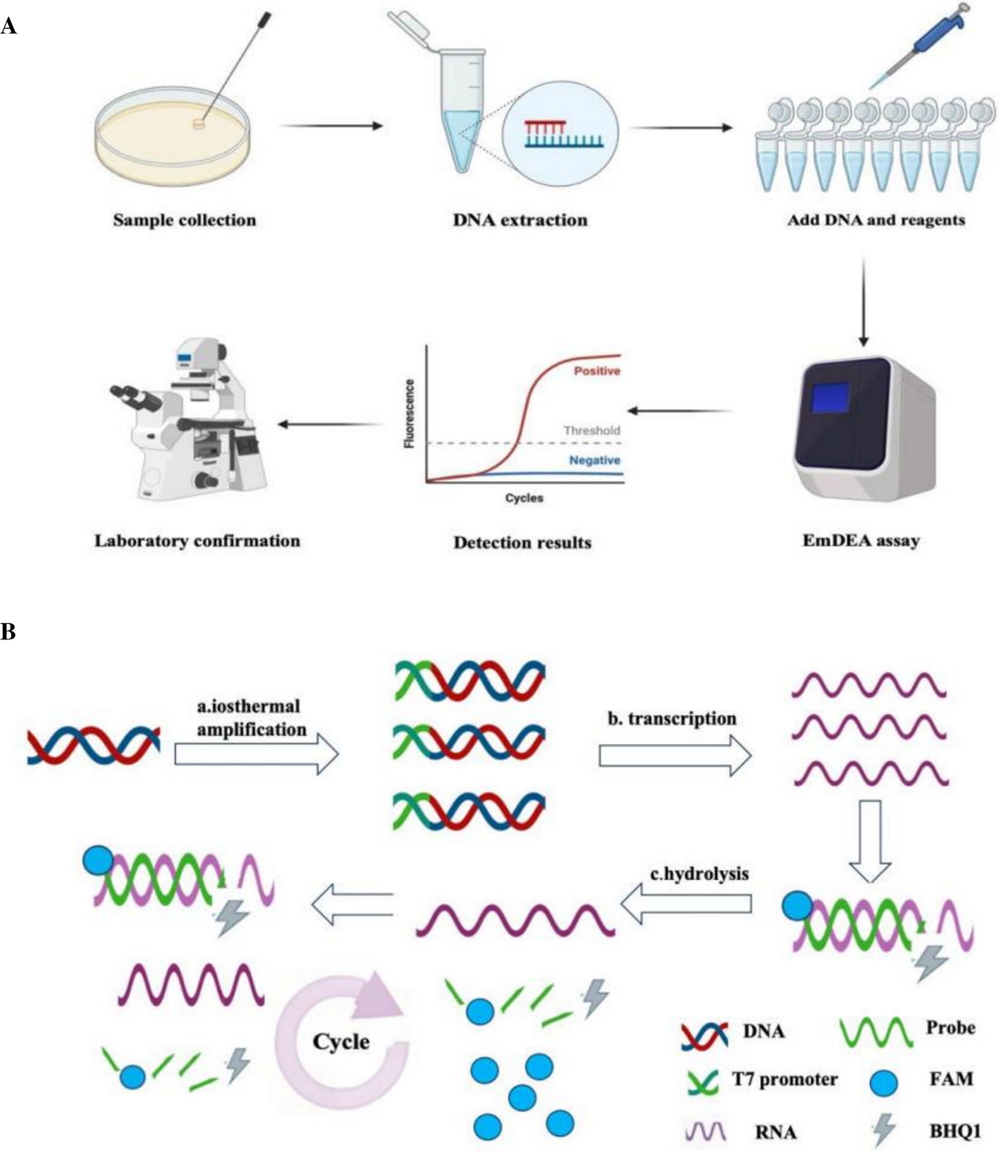 Rapid detection of the plant pathogenic fungi  using species-specific fragment and enzyme mediated duplex exponential amplification (EmDEA) assay