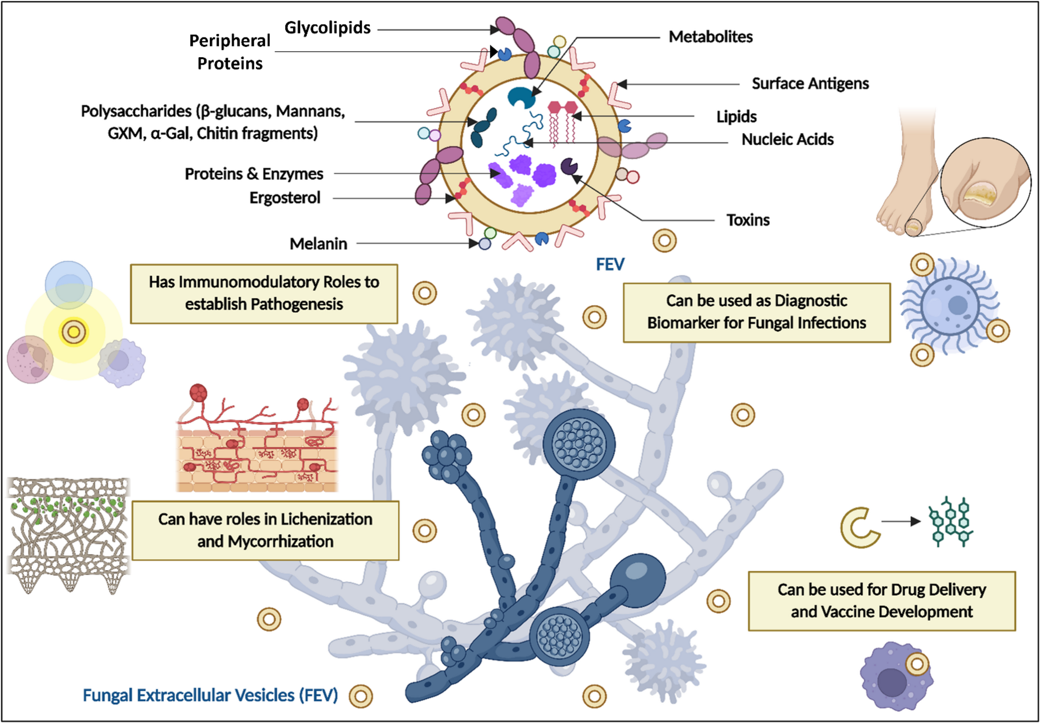Exploring the roles of fungal extracellular vesicles in fungal pathogenesis and symbiosis: Current understandings and future perspectives