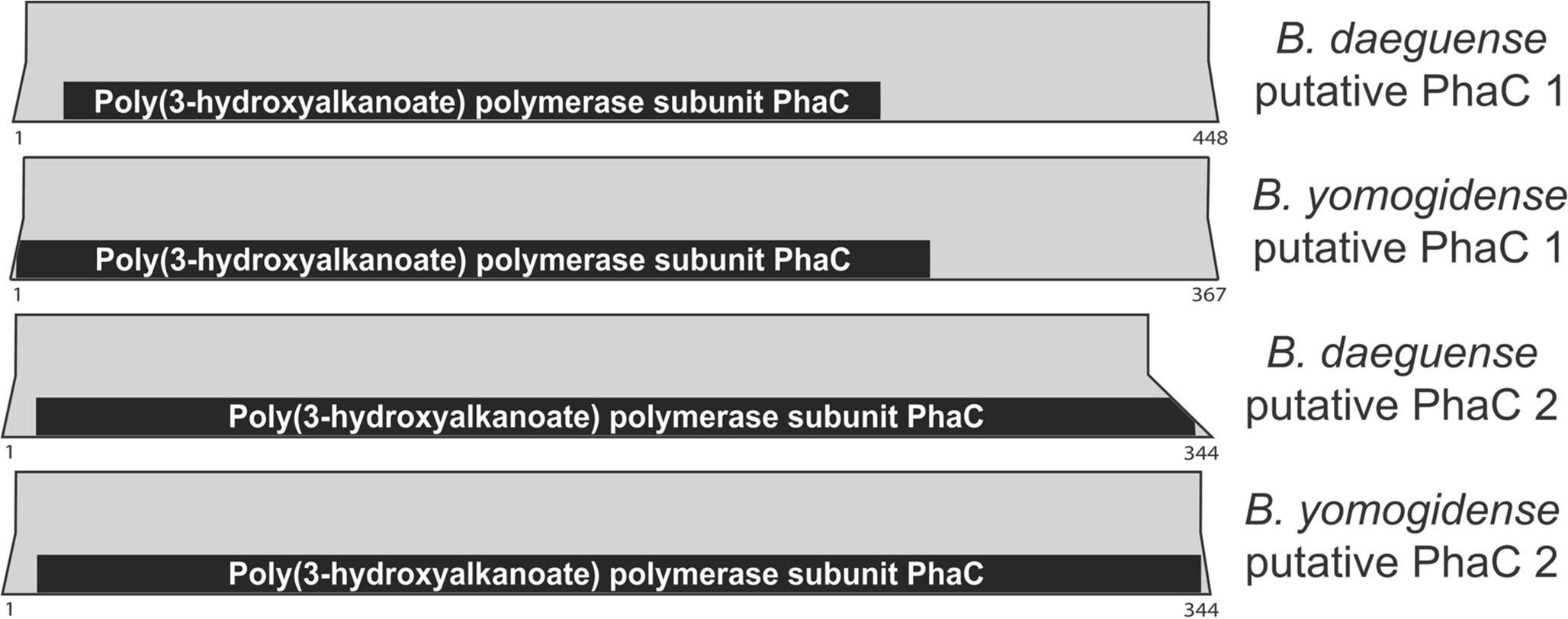 elucidation of polyhydroxyalkanoate biosynthesis pathways in  and