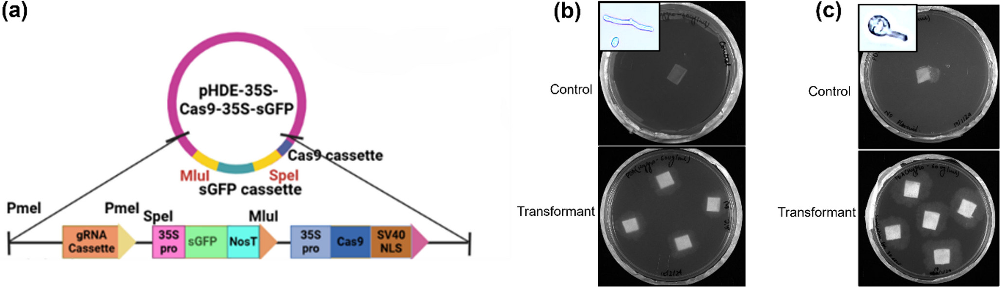 A potassium titanate whisker-assisted method for genetic transformation of  using a Cas9-sGFP expression vector