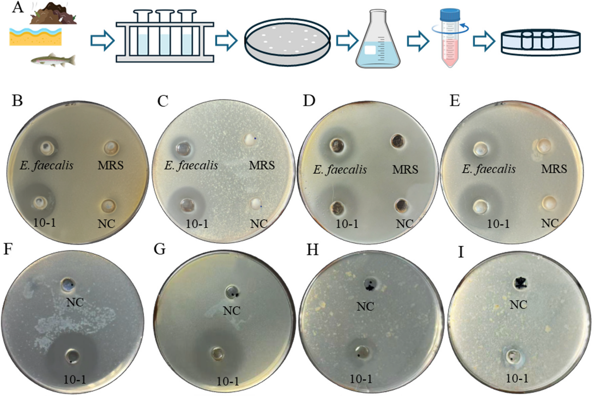 Characterization of  10 − 1: A potential probiotic with broad-spectrum anti- activity