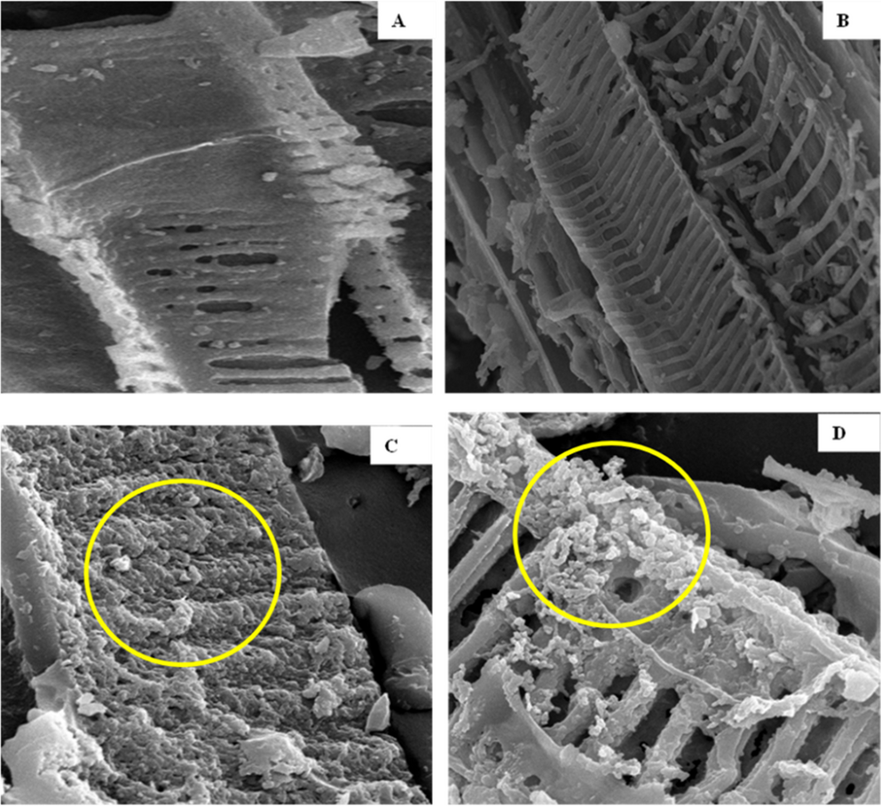 Turmeric leaf–derived biochar as a microbial scaffold for  enhances drought tolerance in