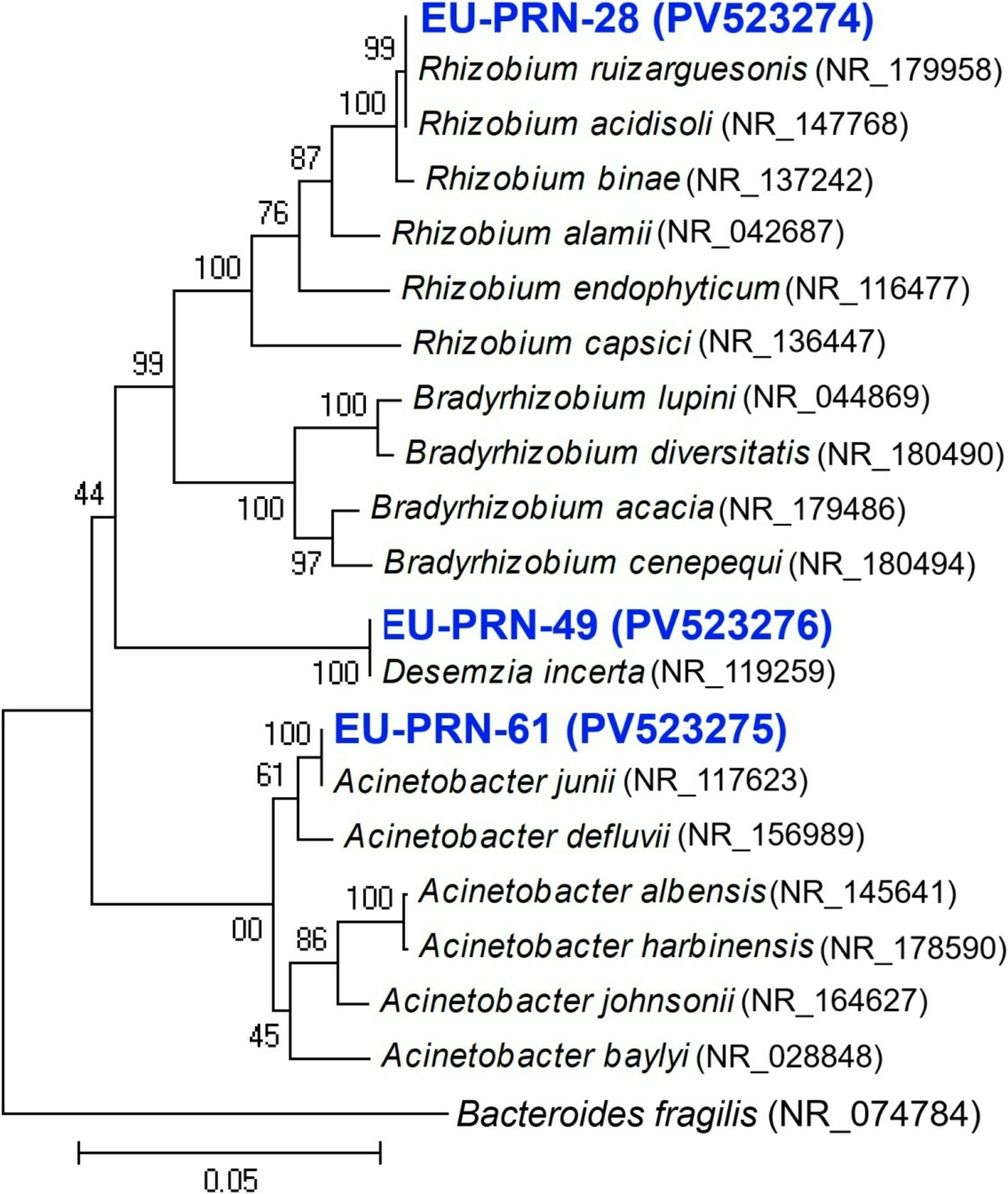 Bioprospecting of native psychrotophic plant growth promoting bacteria induced chilling resistance in pea ( L.) by improving nutrient uptake and growth
