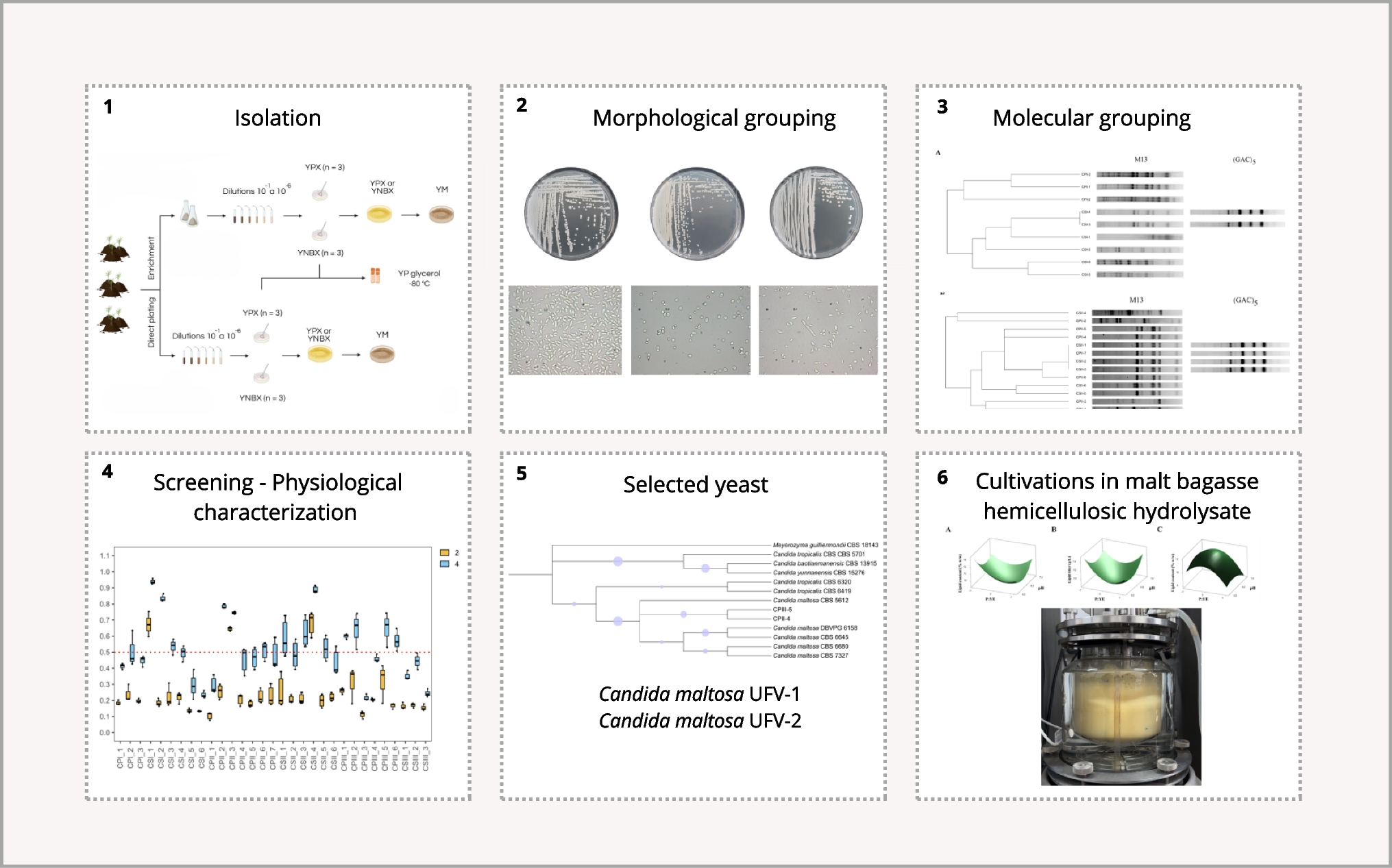 Isolation of  strains able to achieve a high lipid productivity from malt bagasse hemicellulosic hydrolysate