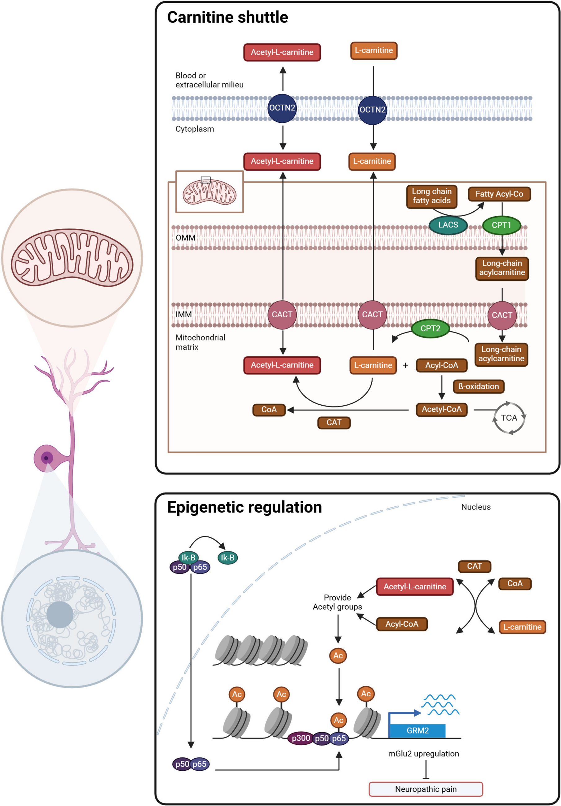 Acetyl--Carnitine in the Treatment of Peripheral Neuropathies: A Narrative Review