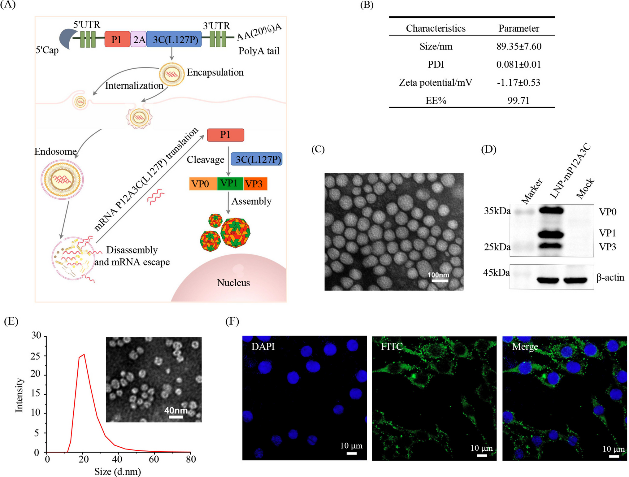 Foot-and-mouth disease virus-like particle mRNA vaccine induces strong humoral and cellular immunity