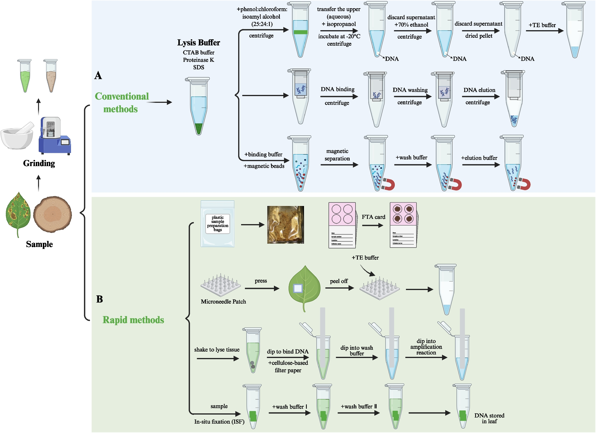 Research progress on nucleic acid amplification–based detection technologies for phytopathogenic fungi