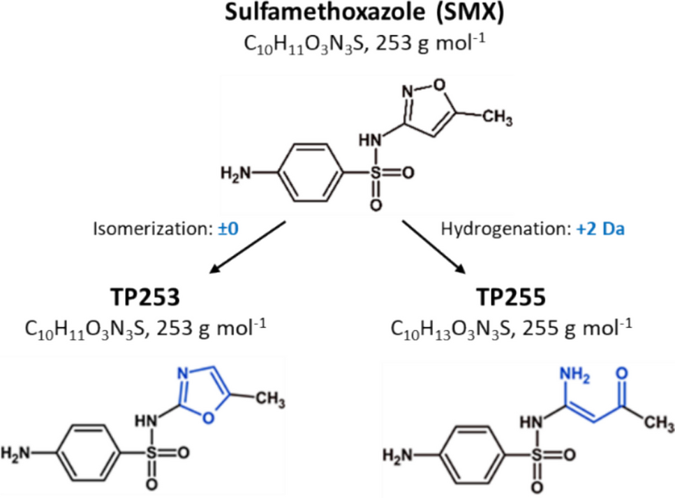 Physiological characterization of anaerobic cometabolic transformation of sulfamethoxazole by  Hildenborough