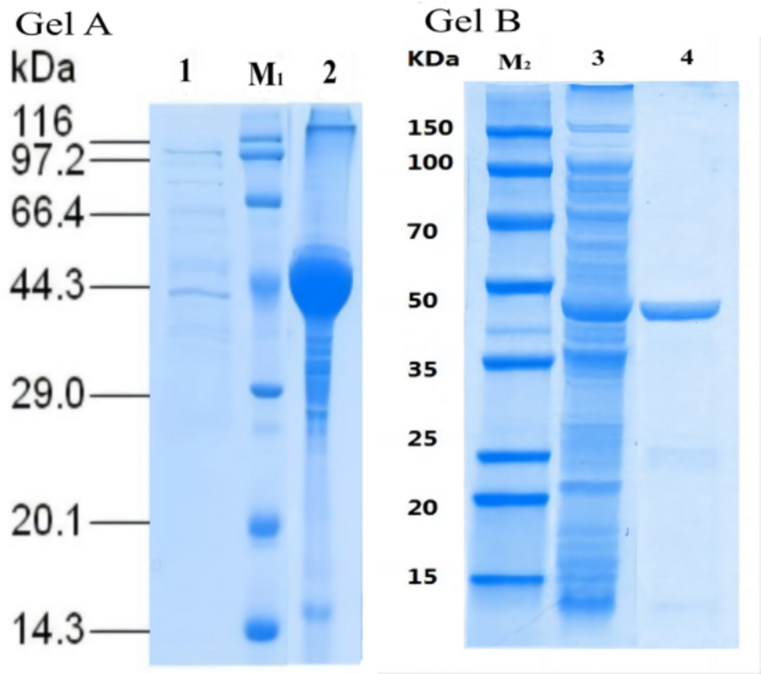 Co-expression, purification, and characterization of an acidophilic and n-hexane-tolerant lipase with its foldase from  Bsp-1