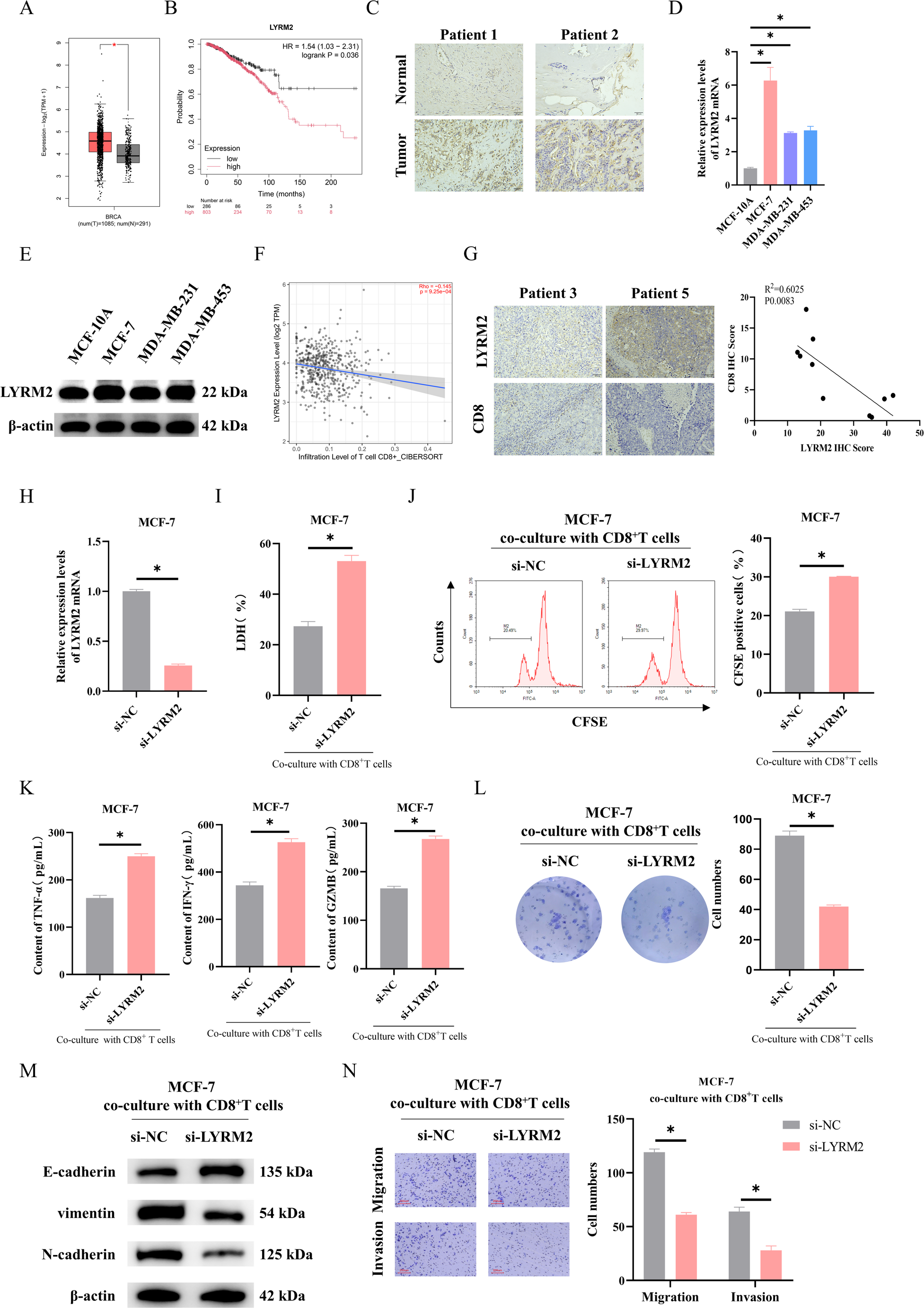 METTL16-mediated m6A modification of LYRM2 drives breast cancer progression by inducing CD8 T cell dysfunction via Glycolysis