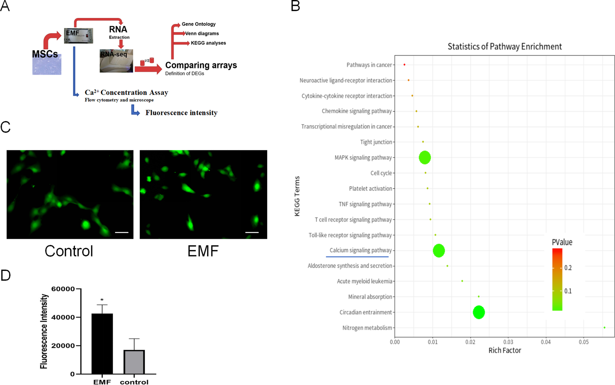 EMF-induced mesenchymal stem cell migration is mediated by SOCE-dependent calcium influx and modulated by ROCK signaling