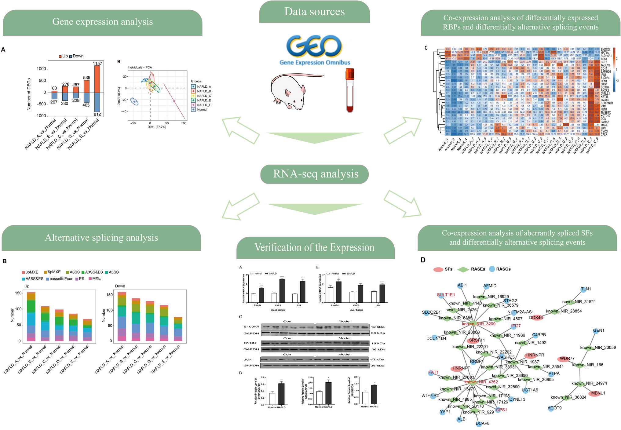 Integrated analysis of RNA-binding proteins in MAFLD: mechanistic insights and diagnostic biomarker potential via alternative splicing